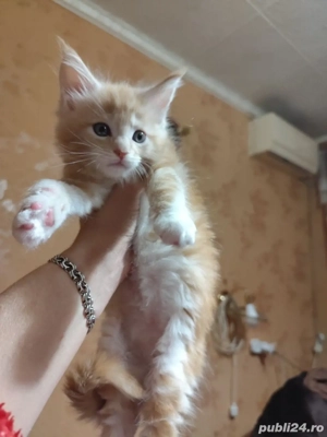 Maine coon puiuti  - imagine 2