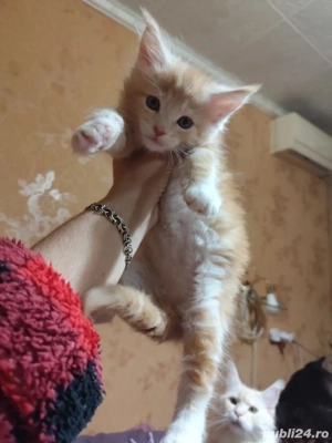Maine coon puiuti  - imagine 3