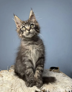 Maine coon pui superbi  - imagine 4
