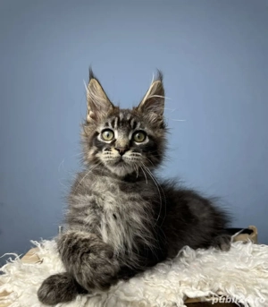Maine coon pui superbi  - imagine 2