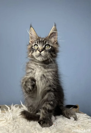 Maine coon pui superbi  - imagine 3