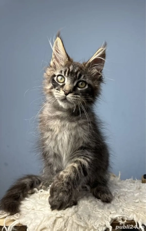 Maine coon pui superbi 