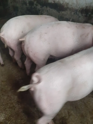  Vand și arvonesc porci 80 -110 kg rasa - imagine 2