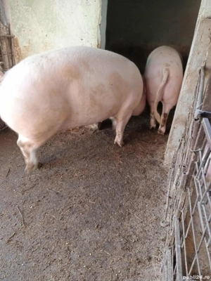 vând porci mici și mari - imagine 2