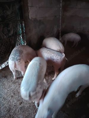 Vind 4 grăsuni in jur la 80,90kg