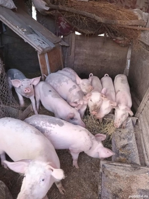 vând porci mici și mari - imagine 3