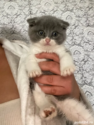 Scottish fold baietei si fetite 