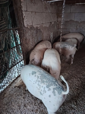 Vind 4 grăsuni in jur la 80,90kg - imagine 2