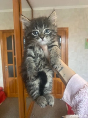 Norvegiana de padure 