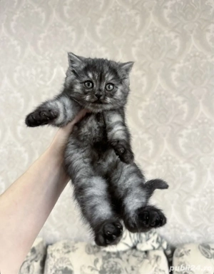 British shorthair pui - imagine 2