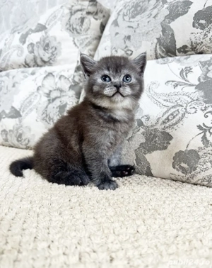British shorthair pui - imagine 4