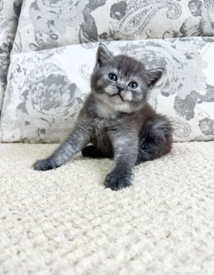 British shorthair pui - imagine 3
