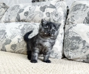 British shorthair pui