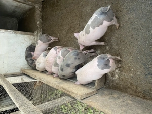 Soldani de vanzare - imagine 2