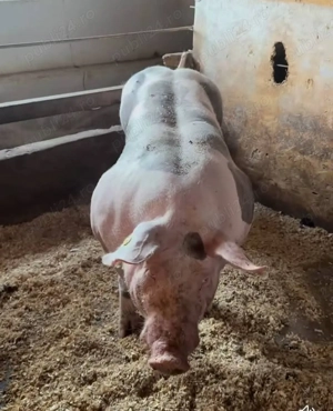 Purcei pietrain  - imagine 5