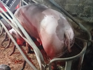 Purcei pietrain  - imagine 4