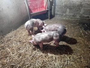 Purcei pietrain  - imagine 3