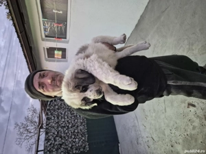 Ciobănești de Bucovina