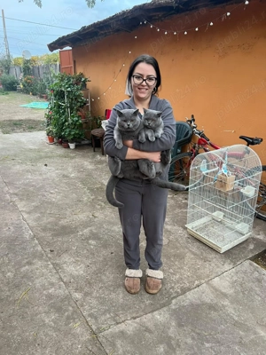 Familie British Shortair Blue 