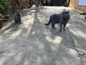 Familie British Shortair Blue  - imagine 4