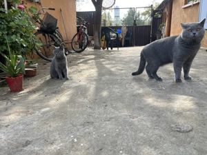 Familie British Shortair Blue  - imagine 3