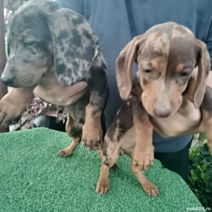 Teckeli arlechin mini - imagine 2