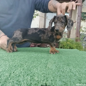 Teckeli arlechin mini - imagine 3