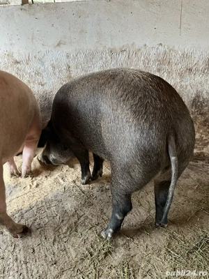 Porci Mari Oferta  - imagine 3