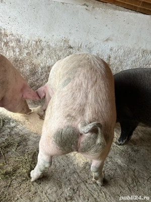 Porci Mari Oferta  - imagine 2