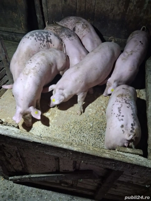 Porci de vinzare  - imagine 4