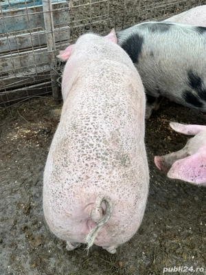 Porci Mari Oferta  - imagine 4