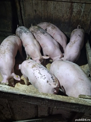 Porci de vinzare  - imagine 2