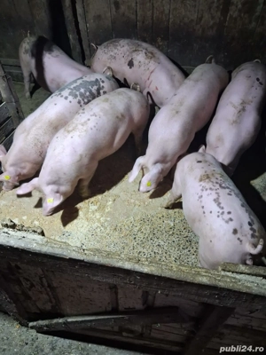 Porci de vinzare  - imagine 3