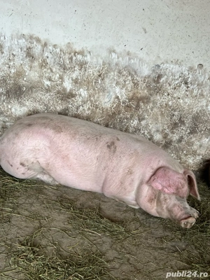 Porci Mari Oferta  - imagine 5