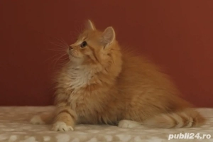 Siberiana de padure pui  - imagine 2