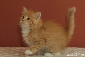 Siberiana de padure pui  - imagine 3