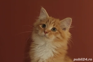 Siberiana de padure pui  - imagine 5