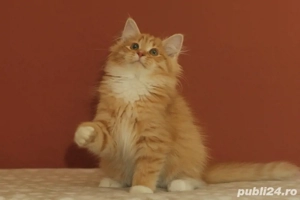 Siberiana de padure pui  - imagine 4