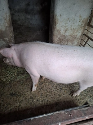 Vând porc. - imagine 2