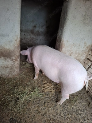 Vând porc. - imagine 3