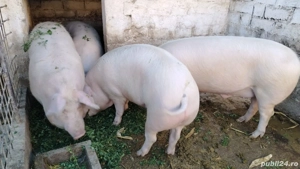 porci disponibili  - imagine 4