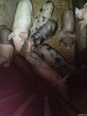 mai sunt 10 bucăți  - imagine 3