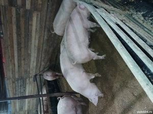 porci de vanzare 