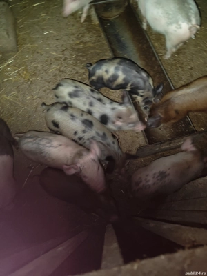 mai sunt 10 bucăți  - imagine 2