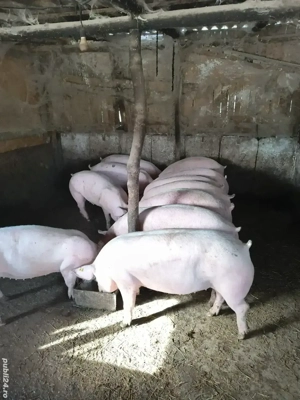 Vand porci pentru Crăciun 18 lei kg 