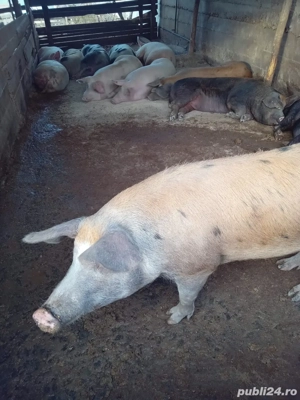 porci de vanzare  - imagine 2