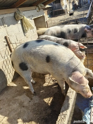 vând porci  - imagine 2