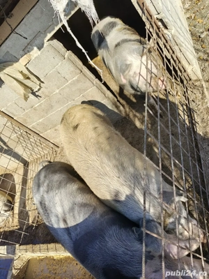 vând porci  - imagine 3