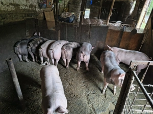 Vand porci pentru Crăciun 18 lei kg  - imagine 2