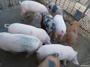 Vând purcei de 10 săptămâni! - imagine 4